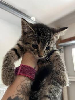 Gamora -  Domestic Short Hair Cat for Adoption in Emerald Isle, North Carolina - Gamora | PetCurious