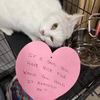 C26-005 Aspen -  Domestic Long Hair Cat for Adoption - C26-005 Aspen | PetCurious