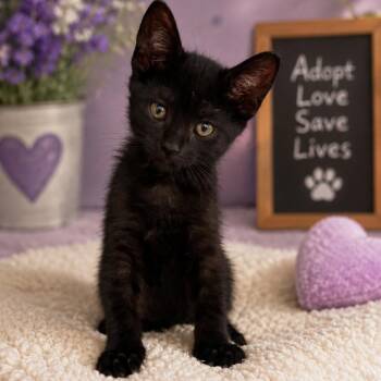 Forrest -  Domestic Short Hair Cat for Adoption in Fresno, California - Forrest | PetCurious