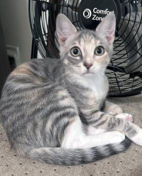 Nona -  Domestic Short Hair Cat for Adoption in Smithfield, North Carolina - Nona | PetCurious
