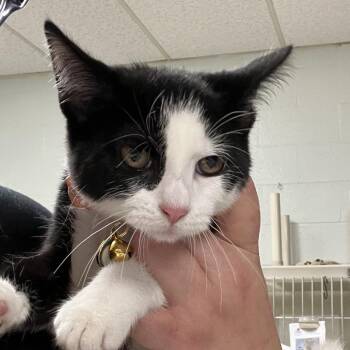 Nitty Gritty-C -  Domestic Short Hair Cat for Adoption in East St. Louis, Illinois - Nitty Gritty-C | PetCurious