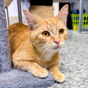 Garfield -  Domestic Short Hair Cat for Adoption in Falls Church, Virginia - Garfield | PetCurious
