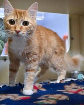 Cherries Jubilee -  Domestic Short Hair Cat for Adoption in Chamblee, Georgia - Cherries Jubilee | PetCurious