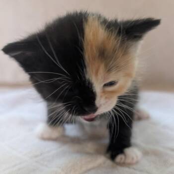 Harlow -  Domestic Medium Hair Cat Available for Adoption in Priest River, Idaho - Harlow | PetCurious