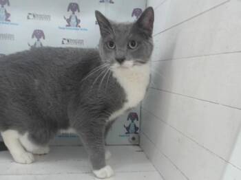 STORM -  Domestic Short Hair Cat for Adoption in Orlando, Florida - STORM | PetCurious