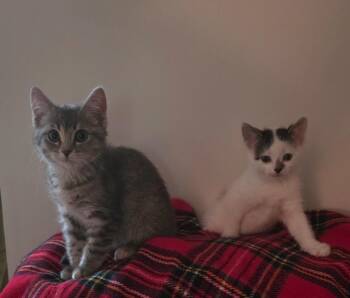 Domestic Short Hair Cats Available for Adoption - Groot | PetCurious