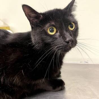 Spanky -  Domestic Short Hair Cat for Adoption in Waldorf, Maryland - Spanky | PetCurious