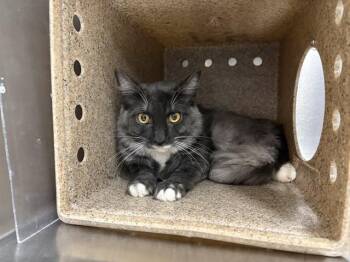 Domestic Long Hair Cats Available for Adoption in Thousand Palms, California - ALLUVE | PetCurious