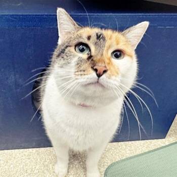 PANCAKE -  Domestic Short Hair Cat for Adoption in Brentwood, Missouri - PANCAKE | PetCurious
