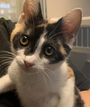 Callie -  Domestic Short Hair Cat for Adoption in Salinas, California - Callie | PetCurious