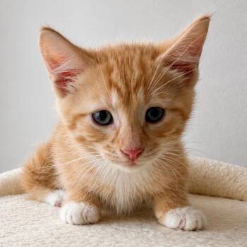 Gerbil -  Domestic Short Hair Cat for Adoption in La Grange, Kentucky - Gerbil | PetCurious