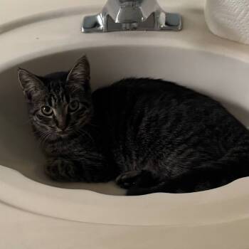 Rescue Domestic Short Hair Cats for Adoption - Yelena | PetCurious