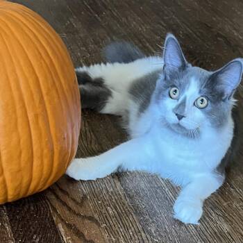 Rescue Domestic Medium Hair Cats for Adoption - Blue Jay | PetCurious