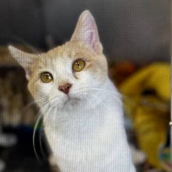 Domestic Short Hair Cats Available for Adoption - Rascal | PetCurious