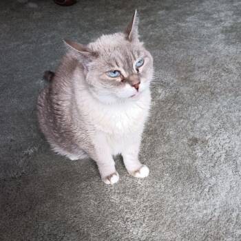 Maya -  Domestic Long Hair and Siamese Cat for Adoption in Saratoga Springs, New York - Maya | PetCurious