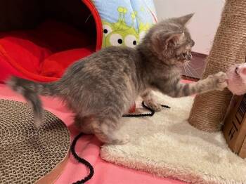 Rescue Domestic Short Hair Cats for Adoption in Pasadena, California - HAZEL | PetCurious