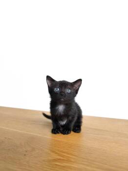Bonnie -  Domestic Short Hair Cat for Adoption in New Orleans, Louisiana - Bonnie | PetCurious