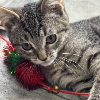 Rescue Domestic Short Hair Cats for Adoption in Ferndale, Washington - Moose | PetCurious