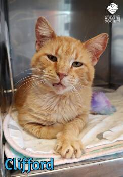 Domestic Short Hair Cats Available for Adoption in Heath, Ohio - Clifford | PetCurious