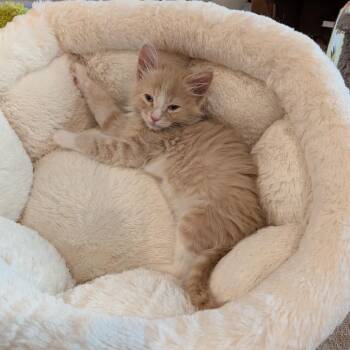 Giuseppe -  Domestic Long Hair Cat for Adoption in Talent, Oregon - Giuseppe | PetCurious