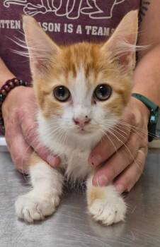 Elise -  Domestic Medium Hair Cat for Adoption in Christiansburg, Virginia - Elise | PetCurious
