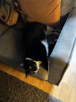 Morticia and Wednesday Addams -  Tuxedo and Domestic Short Hair Cat for Adoption in Walnut Creek, California - Morticia And Wednesday Addams | PetCurious
