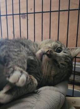 Domestic Short Hair Cats Available for Adoption - Tiger | PetCurious