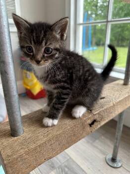 Domestic Short Hair Cats Available for Adoption in Fort Payne, Alabama - Oscar | PetCurious