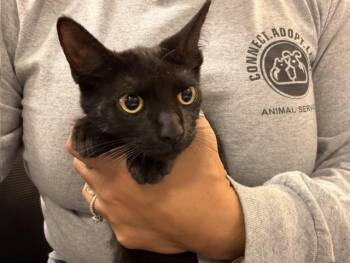 RAYA -  Domestic Short Hair Cat for Adoption in Doral, Florida - RAYA | PetCurious