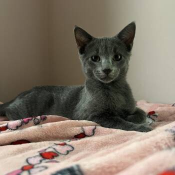 Boo -  Domestic Short Hair Cat for Adoption in Honeoye, New York - Boo | PetCurious