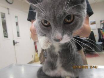 (618) -  Domestic Short Hair Cat for Adoption in Marietta, Georgia - (618) | PetCurious