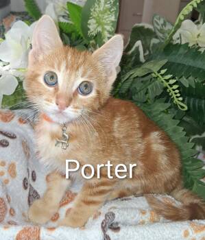 Porter -  Domestic Short Hair Cat for Adoption in Redondo Beach, California - Porter | PetCurious