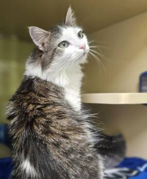 Domestic Long Hair Cats Available for Adoption in Rochester, New Hampshire - Sahara | PetCurious