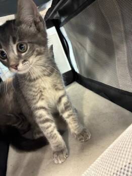 Domestic Short Hair Cats Available for Adoption in Palmetto, Florida - A136410 | PetCurious