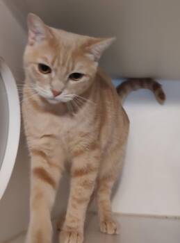 Ritz -  Domestic Short Hair Cat for Adoption in Phoenix, Arizona - Ritz | PetCurious