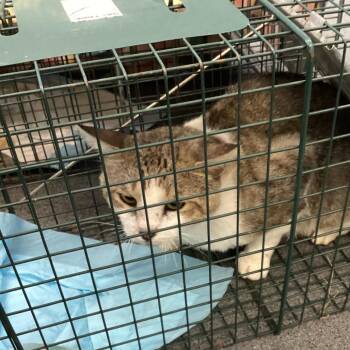 Marmalade -  Domestic Short Hair Cat for Adoption in Montgomery, Alabama - Marmalade | PetCurious