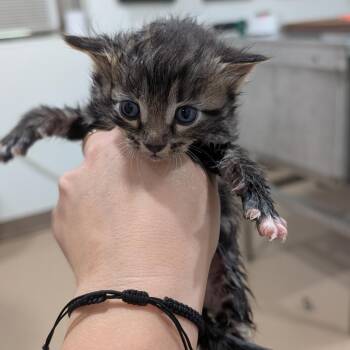 Domestic Short Hair Cats Available for Adoption in Buchanan Dam, Texas - Mo | PetCurious