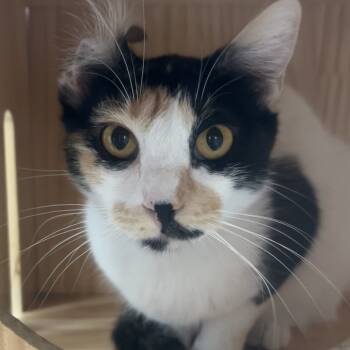 Rescue Domestic Short Hair Cats for Adoption in Yucca Valley, California - Luna | PetCurious