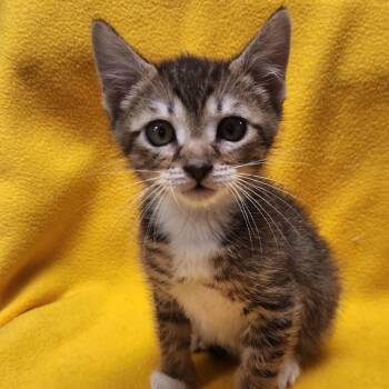 David Meowie -  Domestic Short Hair Cat for Adoption in Brighton, Missouri - David Meowie | PetCurious