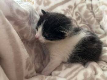 Domestic Short Hair Cats Available for Adoption in Fort Worth, Texas - Zoro | PetCurious