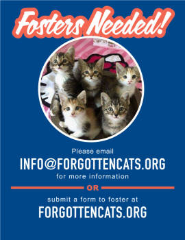 Rescue Domestic Short Hair Cats for Adoption in Greenville, Delaware - Fosters Requested (Willow Grove, PA) | PetCurious