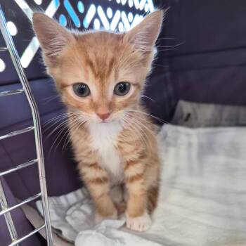 Domestic Short Hair Cats Available for Adoption in Montgomery, Alabama - Shawn | PetCurious