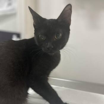 Cleopatra -  Domestic Short Hair Cat for Adoption in San Antonio, Texas - Cleopatra | PetCurious