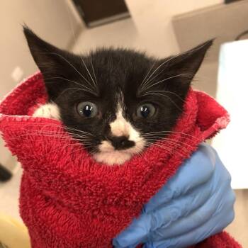 Jasperina -  Domestic Short Hair Cat for Adoption in Oak Park, Illinois - Jasperina | PetCurious