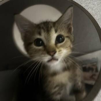 Bill Nye -  Domestic Short Hair Cat for Adoption in San Antonio, Texas - Bill Nye | PetCurious