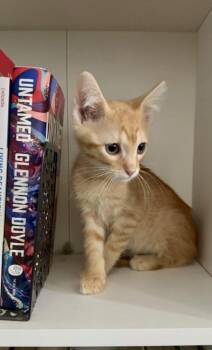 Messi (pre adopt) -  Domestic Short Hair Cat for Adoption in Fort Worth, Texas - Messi (pre Adopt) | PetCurious