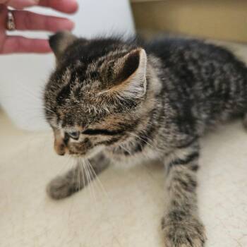 Bryson -  Domestic Short Hair Cat for Adoption in Ringtown, Pennsylvania - Bryson | PetCurious