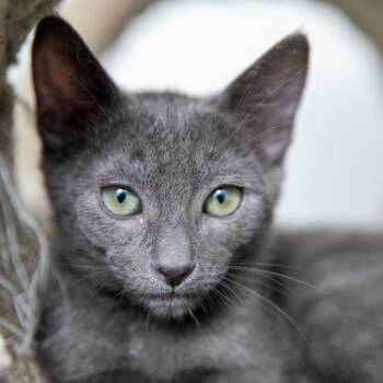 Rescue Domestic Short Hair Cats for Adoption in Los Angeles, California - Poppy | PetCurious