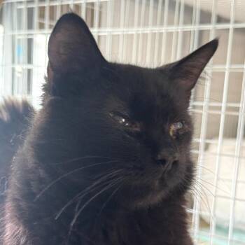 Raccoon -  Domestic Medium Hair Cat for Adoption in St. Helena, California - Raccoon | PetCurious