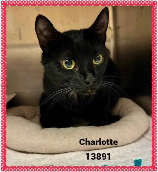 Rescue Domestic Short Hair and Extra Toes Cat Hemingway Polydactyl Cats for Adoption in Marietta, Georgia - CHARLOTTE | PetCurious